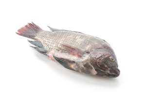 Tilapia Fish