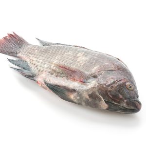 Tilapia Fish