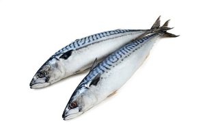 Fresh Titus Fish/Mackerel
