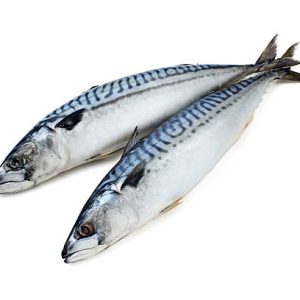Fresh Titus Fish/Mackerel